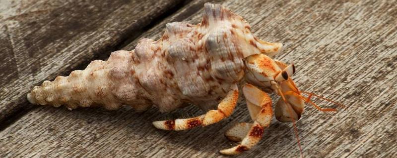 寄居蟹死亡判断死了怎么从壳里弄出来