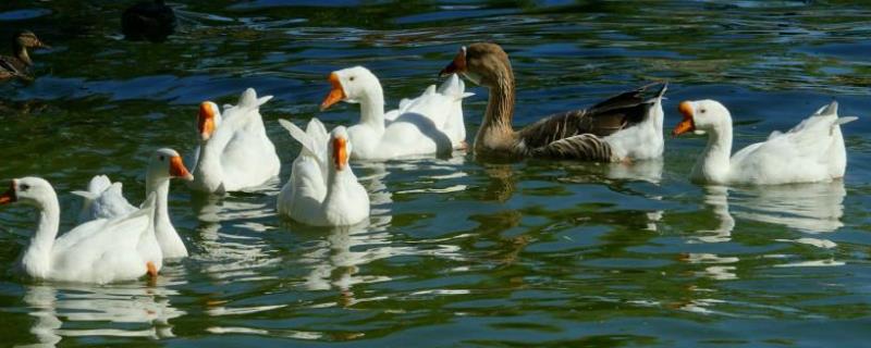 杀鹅割哪个部位放血自家宰杀大鹅怎么开膛