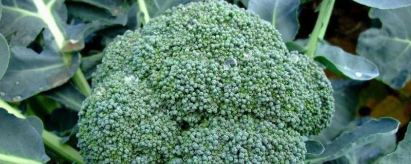 西兰花露地栽培技术种植多久可以采收