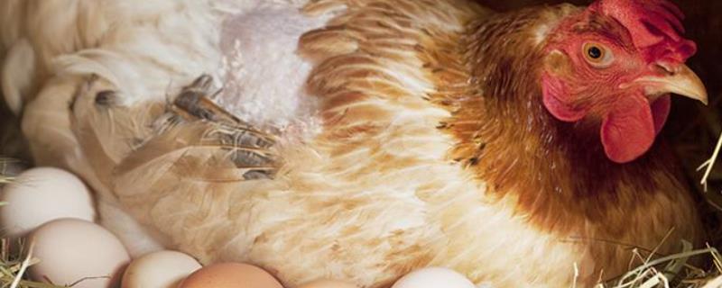 什么鸡下蛋率最高鸡下一个蛋需要几分钟