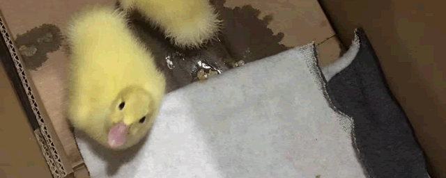 笼养肉鸭“三预防”