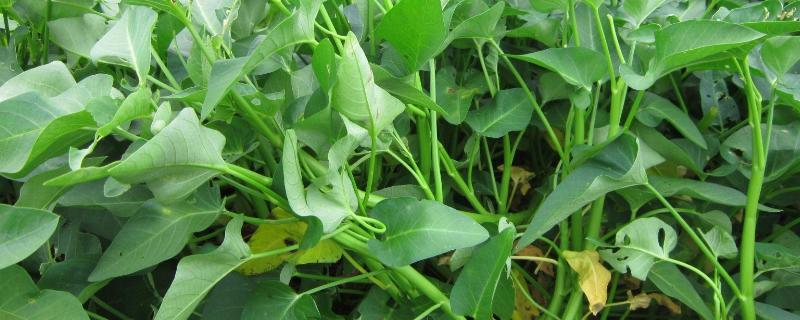 空心菜栽培技术陆地如何种植