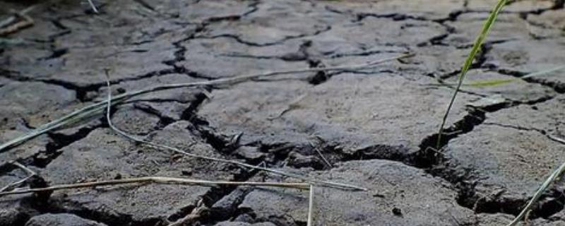 农业干旱是指在作物生育期内在干旱地区难以种植的农作物是哪些