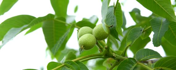 核桃亩产量一般多少斤