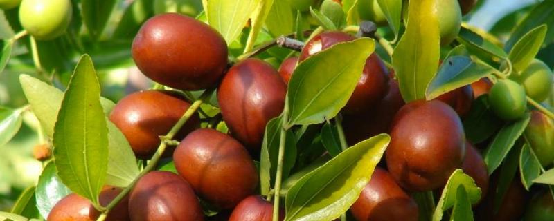 枣树环割时间和方法枣树环割的原理