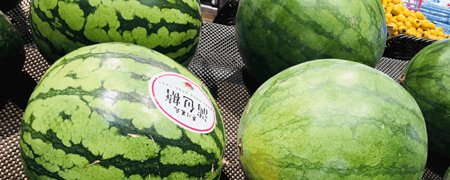 大棚西瓜8424种植技术