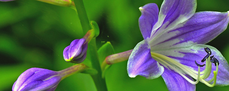 水养紫罗兰如何剪根？水养紫罗兰可以剪根吗