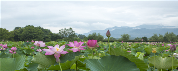 藕通过什么吸取养分