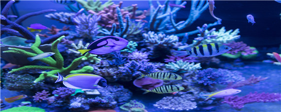 观赏鱼有哪些
