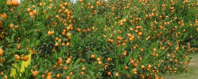 柑桔什么时间施壮果肥冬肥什么时候施