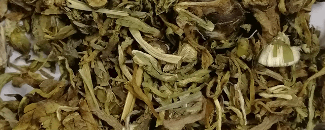 蒲公英种植时间