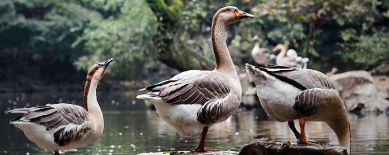 鹅踩背是快下蛋了吗下软壳蛋吃什么药