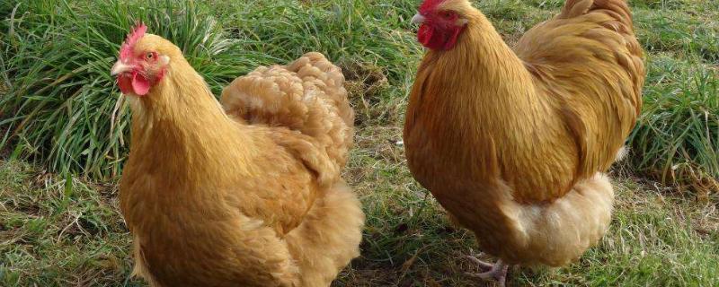 公鸡和母鸡怎样受精公鸡踩母鸡一次管多久