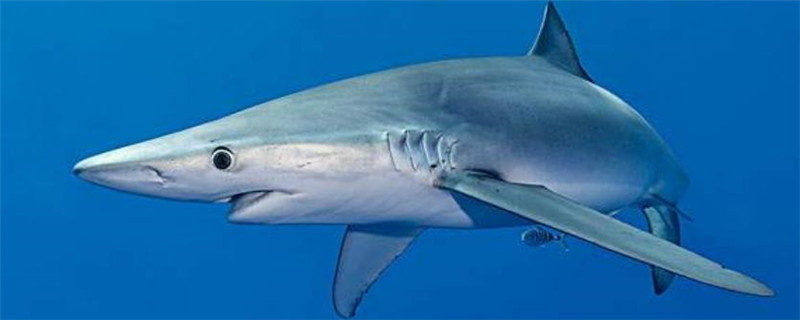 蓝鲨能和什么鱼混养