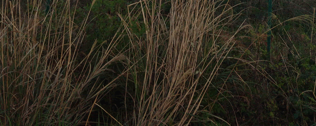 珊瑚蛇和牛奶蛇的区别