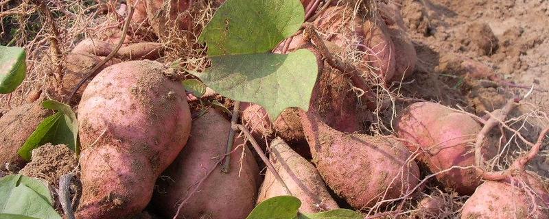 改善甘薯块根食用品质的主要措施和马铃薯块茎有什么区别