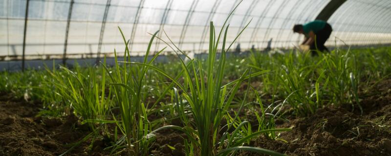 割过的韭菜怎么施肥