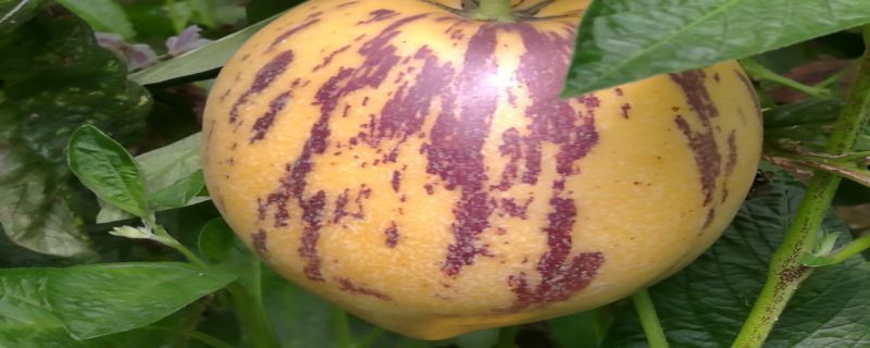 人参果几年可以挂果