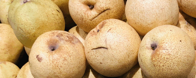 空气凤梨怎么养