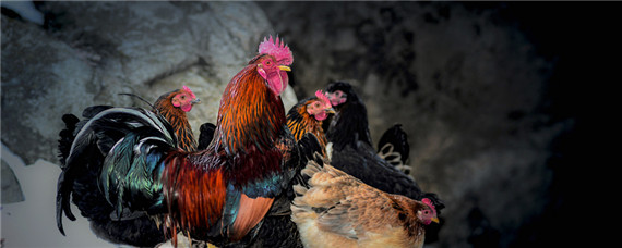 怎么让公鸡不打鸣