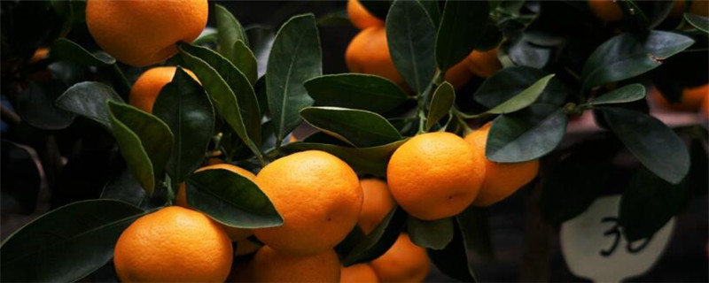桔子树什么时候嫁接