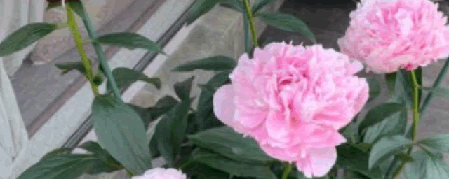 芍药灰斑病有哪些症状