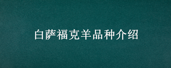 白萨福克羊品种介绍