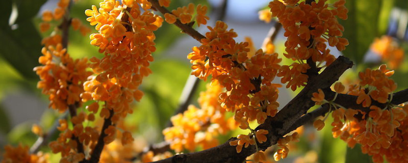 桂花树养殖方法与注意事项？桂花树的养殖方法和注意事项