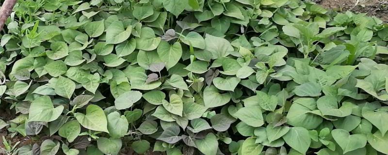 红薯育苗下种时间红薯育苗温度多少最合适