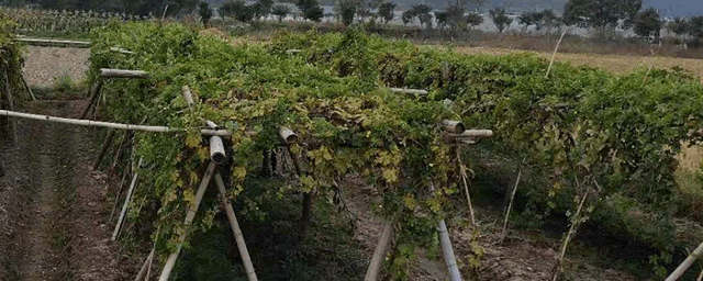 磷酸二氢钾怎样认真假