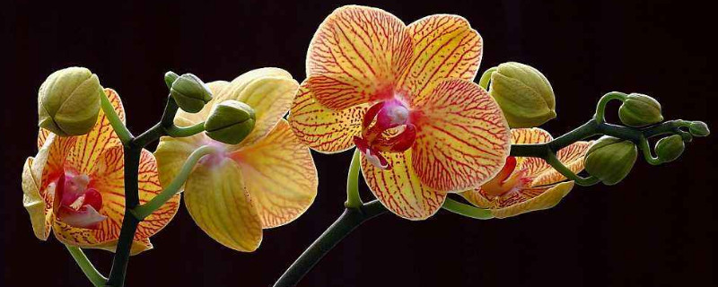 夏天养护蝴蝶兰的注意事项？夏天养蝴蝶兰应该注意些什么