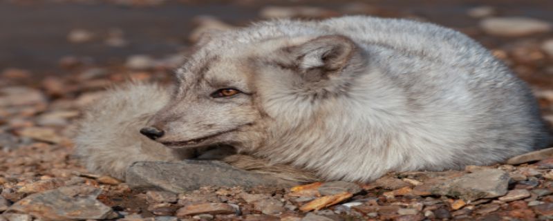 狐狸怎么过冬的