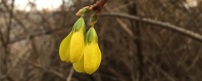 连翘几年可以挂果