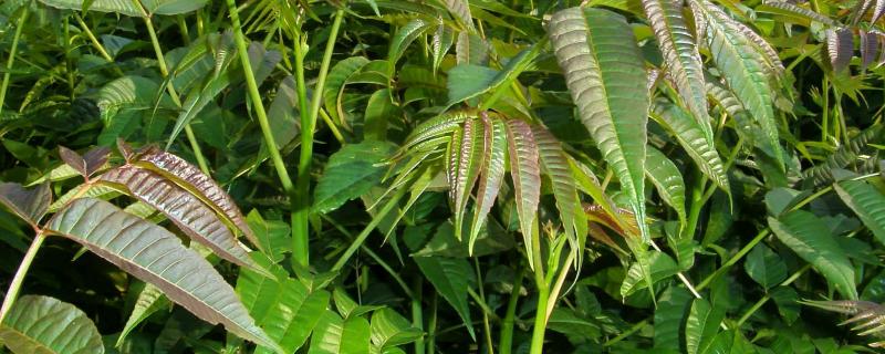 香椿温室反季节栽培技术香椿苗放冰箱能保存多久