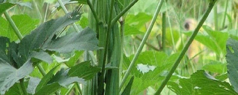 黄秋葵种子怎么种什么时候种合适
