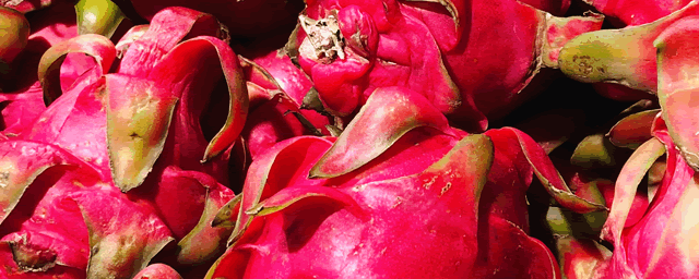 火龙果什么时候开花