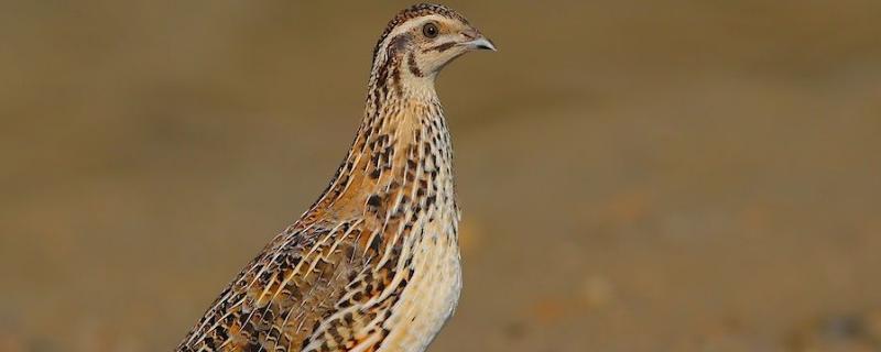 鹌鹑孵化教程会自己孵化繁殖吗