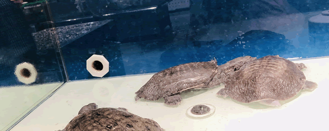 鳄龟为什么不能放生