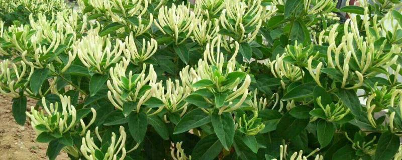 农村药材种植项目种植前景如何