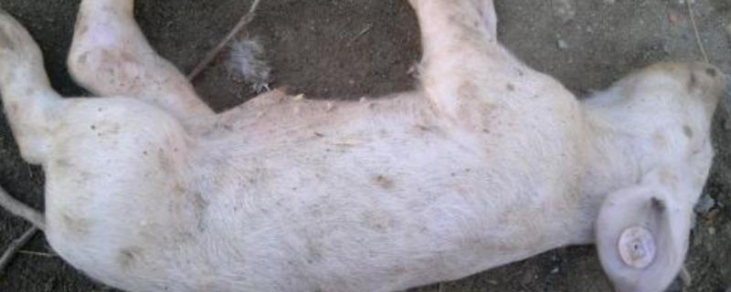 出生仔猪得口蹄怎么办附症状