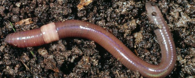 水桶养蚯蚓最简单方法一平方米可以养多少条蚯蚓