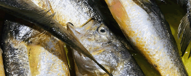 鲶鱼养殖成本和利润