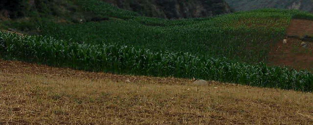 玉米心叶打卷打什么药好