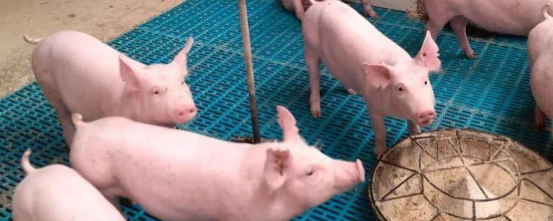 土方法治疗母猪乳房炎治疗母猪便秘的土方法