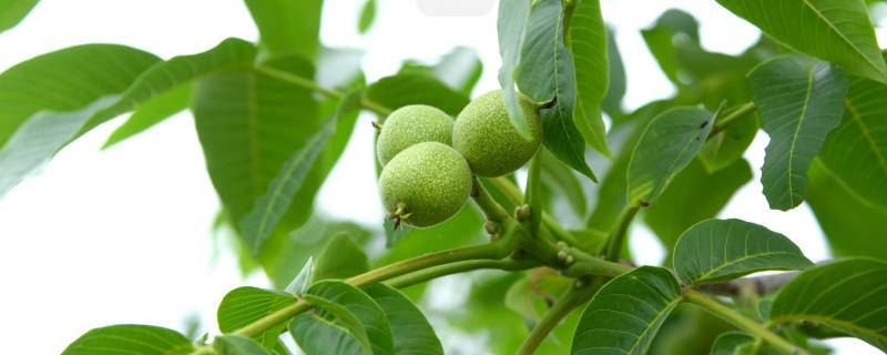 核桃树什么时候剪枝