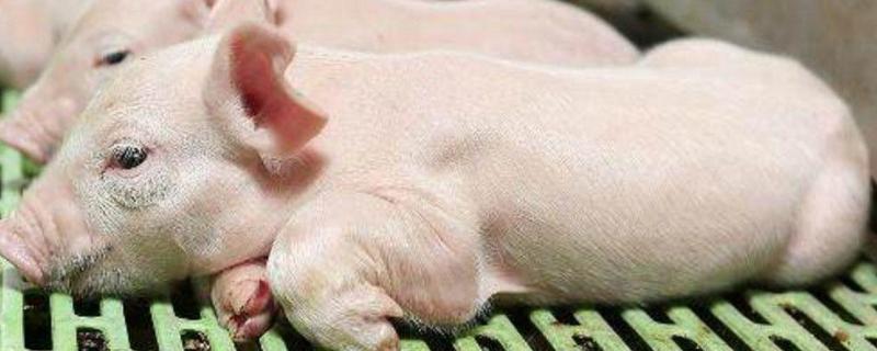 小猪拉稀有什么土方法人工喂养小猪能养活吗