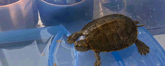 安布闭壳龟的养殖前景怎么样