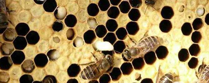 蜜蜂中囊病怎么治疗？