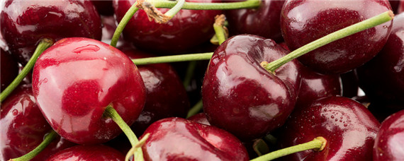 天地一号樱桃品种介绍