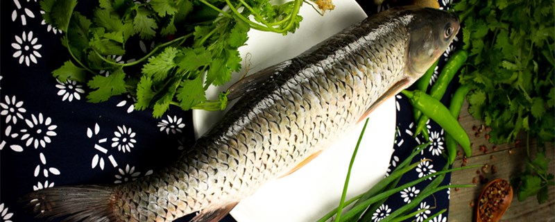 草鱼是河鱼还是海鱼